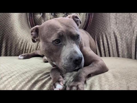 Montana Pittie Project tries to find homes for 'bully breed' dogs – YouTube