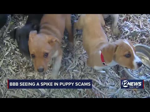 BBB says Kansans hit by puppy scams in December, January – YouTube