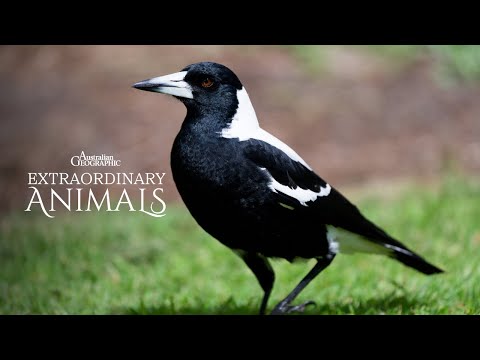 Why Are Magpies So Clever? | Extraordinary Animals (Now Streaming) – YouTube