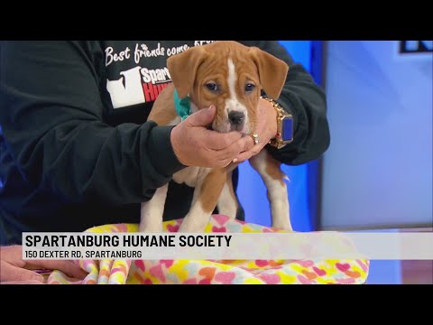 Pet of the Week: Celia – YouTube