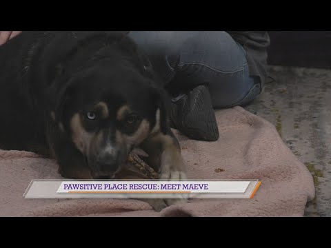 Pawsitive Place Rescue: Meet Maeve – YouTube