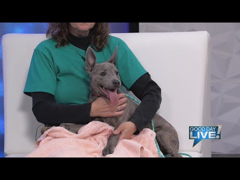 GDL – Pet of the Week: Jellybean – YouTube
