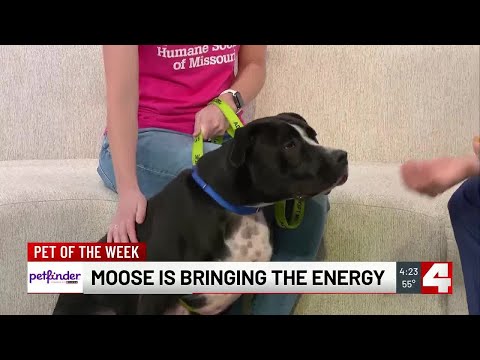 Meet Moose! Our Pet of the Week – YouTube
