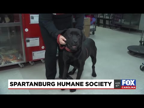 Four Legged Friends: Knight – YouTube