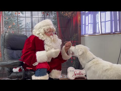 Reactive dogs take pictures with Santa – YouTube