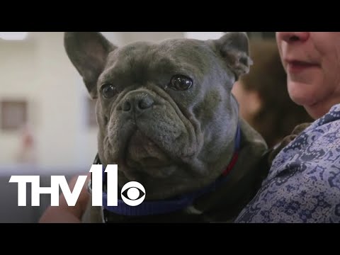 Here's how to keep your pets safe this Thanksgiving holiday – YouTube