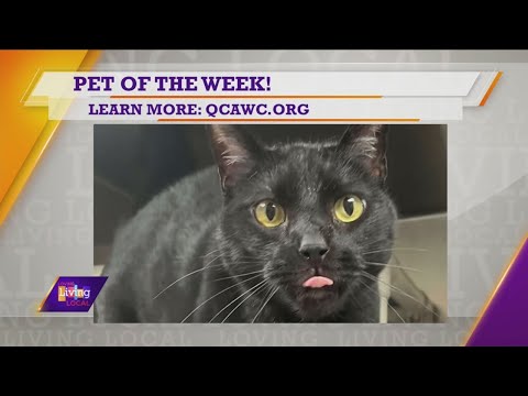 Pet of the Week | Wally – YouTube