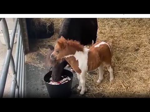 The size of a spaniel: tiny pony becomes the mane attraction at a rescue centre – YouTube