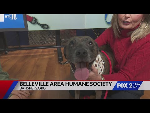 Adopt Rudder, the dog – YouTube