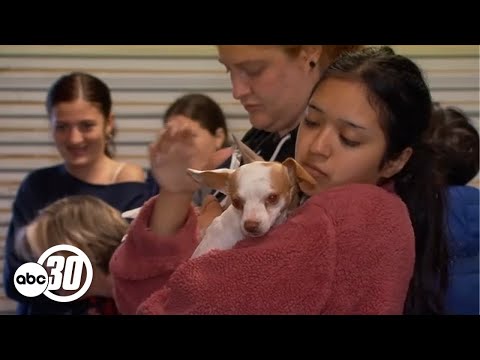 More than 70 dogs rescued after being abandoned at a California home – YouTube