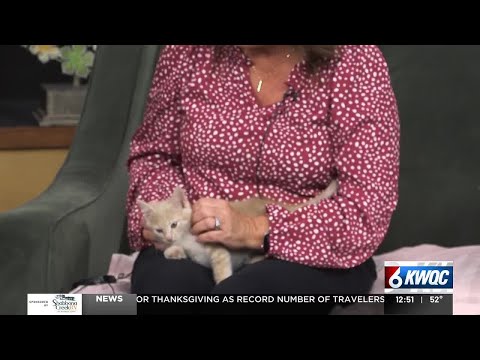 Tuesday's adoptable pet: Meet Gru – YouTube