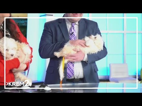 Pick of the Litter: Meet Biff and Bo, two Maltese/Poodle pup mixes – YouTube