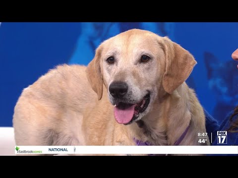 Pet Adoption Tuesday – Meet Stella! – YouTube