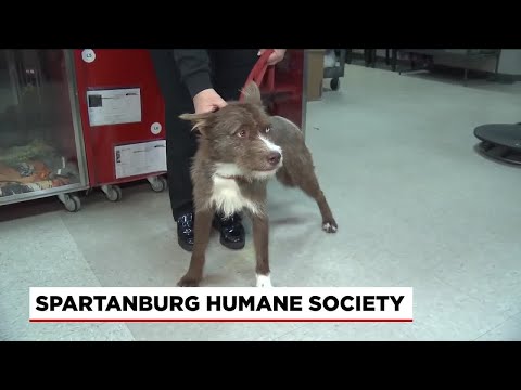 Four Legged Friends: Watson – YouTube