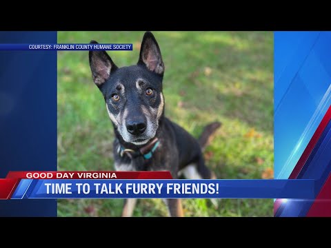 Furry Friends: Meet Carlisle – YouTube