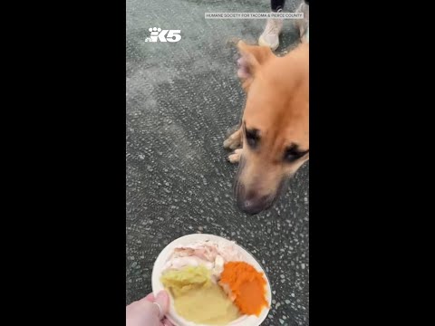 Tacoma shelter dogs enjoy a Thanksgiving feast – YouTube