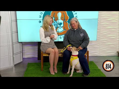 Take home this sweet girl Harlow from the Huntingdon County Humane Society – YouTube