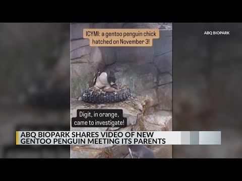 ABQ BioPark shares video of new Gentoo penguin meeting its parents – YouTube