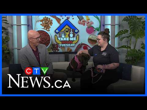 Active 9-month-old lab bulldog, Betty, looking for a home – YouTube