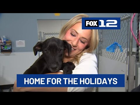 Pups at Oregon Dog Rescue looking for foster homes this holiday season – YouTube