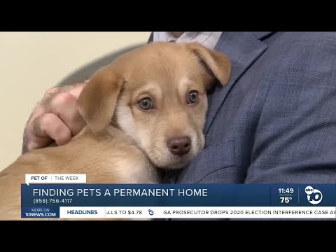 10News Pet of the Week: Ron – YouTube