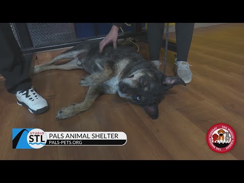 It's Tail Waggin' Tuesday with PALS Animal Shelter! – YouTube