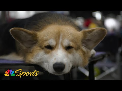 2025 National Dog Show: Where do sleeping dogs lie? | NBC Sports – YouTube