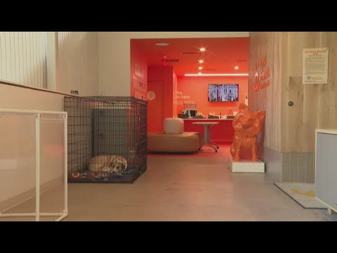 Best Friends Animal Society is offering temporary foster sleepovers for Thanksgiving