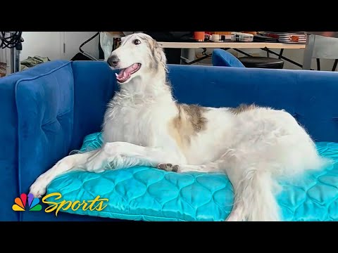 The National Dog Show's bougie Borzoi | NBC Sports – YouTube
