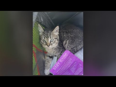 FDOT crew rescues kitten trapped under Jacksonville's Main Street Bridge – YouTube