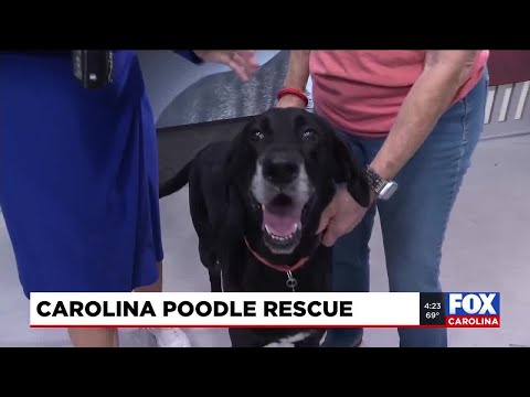 Four Legged Friends: Buddy – YouTube