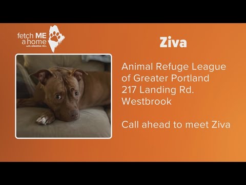 Fetch ME A Home | Ziva – YouTube