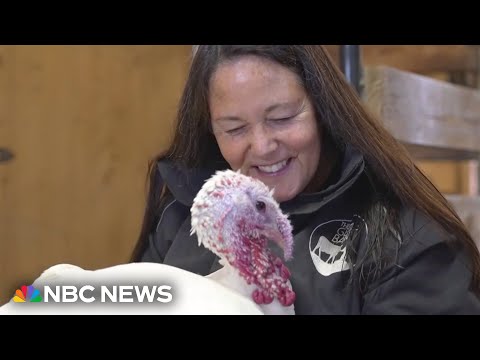 Turkeys at Gentle Barn in Tennessee offer comfort through cuddles – YouTube