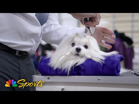 National Dog Show 2025: The Life of a Show Dog (Puppy's version) | NBC Sports – YouTube