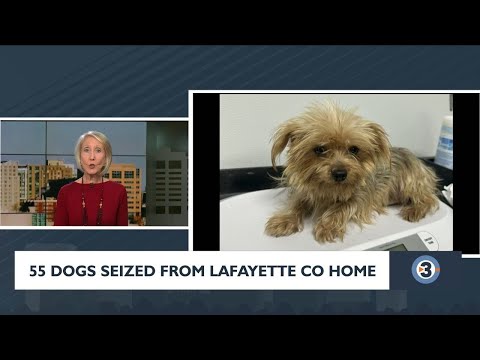 55 dogs seized from Lafayette Co home – YouTube