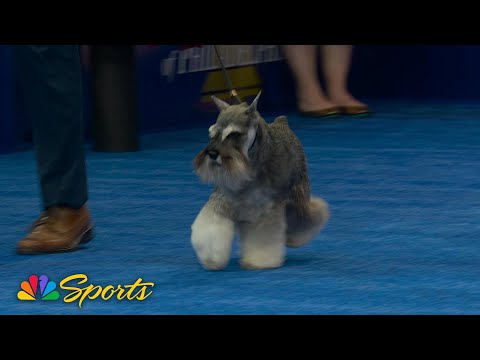 National Dog Show 2025: Best in Show (Full Judging) | NBC Sports – YouTube