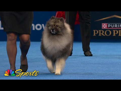 National Dog Show 2025: Non-Sporting Group (Full Judging) | NBC Sports – YouTube