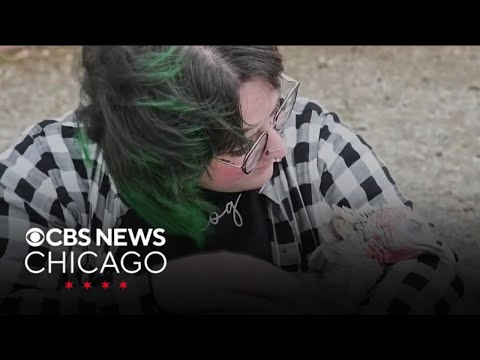 Tennessee rescue organizations use turkeys for animal-based therapy program – YouTube