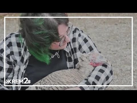 Tennessee farms offer cuddling sessions with turkeys – YouTube