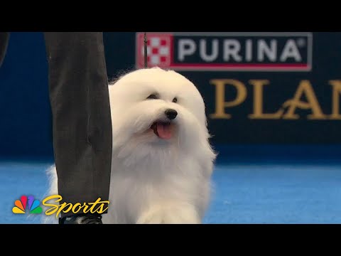 National Dog Show Purina Expert POV – Secret to good fur days | NBC Sports – YouTube