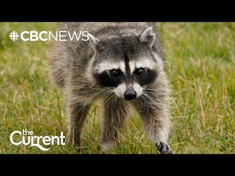 Raccoons: Pests or pets? | The Current – YouTube