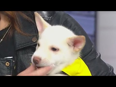 You will be thankful for this puppy – YouTube