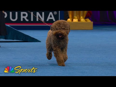 National Dog Show 2025: Sporting Group (Full Judging) | NBC Sports – YouTube