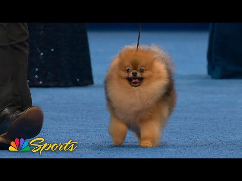 National Dog Show 2025: Toy Group (Full Judging) | NBC Sports – YouTube