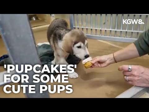 Dogs at Oregon Humane Society get special Thanksgiving treats – YouTube
