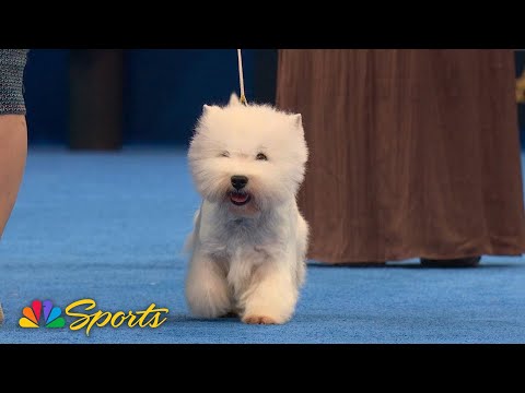 National Dog Show 2025: Terrier Group (Full Judging) | NBC Sports – YouTube