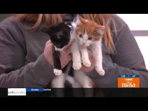 Pets of the Week: Kittens – YouTube