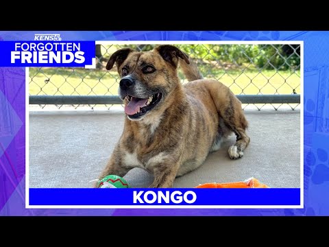Polite Brindle boy named Kongo seeks home filled with love | Forgotten Friends – YouTube