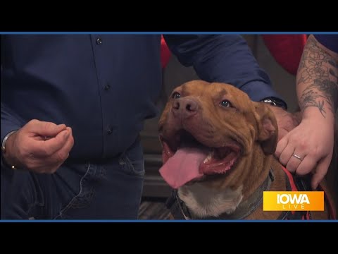 "He just wants to be loved and eat snacks!" Happy King is available for adoption at the ARL