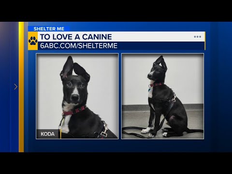 Shelter Me: Meet Koda from To Love a Canine Rescue – YouTube